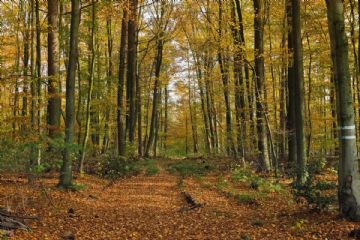La nuova legge regionale sui boschi e gli ecosistemi forestali