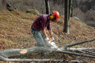 Costituzione di elenco imprese idonee a condurre lavori forestali