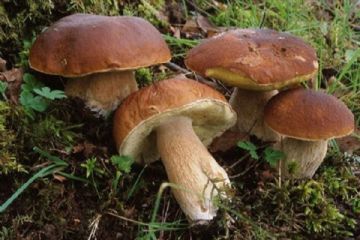 Raccolta Funghi - modalità di pagamento